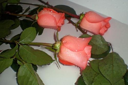Положите розы в ванну на 30 минут