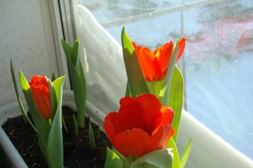 Тюльпаны на окне